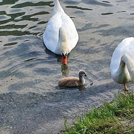 Di Bac ميرجوزو